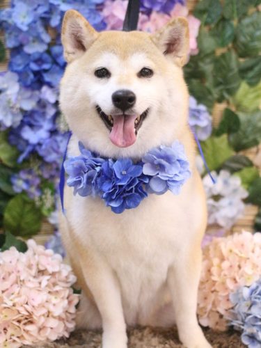 20250621梅子ちゃん